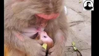 Save Monkey 02 / A group of monkeys in the forest when feeding fruit / Save Monkey Full HD 1080p