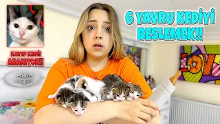 BİR GÜN BOYUNCA 6 KEDİ BAKMAK! ÇILDIRDIM