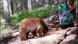 Bear Hunting….a Boar vs a Sow