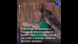 Мрак и Сумрак на смену Тени: в Ленинградском зоопарке появились волчата