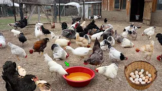 Cheapest Chicken Medicine Aspirin - No More Chicken Deaths - Egg Collection - Farm Work - Rabbits