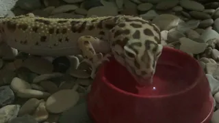 Геккон Куся пьёт воду