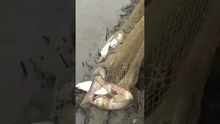 огромный косяк рыбы накрыли кастинговой сетью