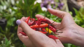 Can cayenne pepper can help keep wildlife out of your garden