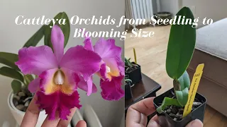 Carmela Orchids Fragrant Cattleya & Dendrobium Haul | 3 Year Update!  Seedling to Blooming Size