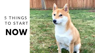 5 Things Shiba Inu Owner Should Start Doing on DAY 1