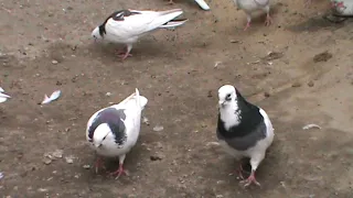 Пермские и свердловские голуби.