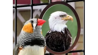 приколы.попугаи видео Подборка Приколов #2 Выпуск. Говорящие Попугаи. Talking Parrots