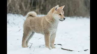 Shiba-Inu Puppies play together happily in Snow For The First Time #shiba #shibainu #shibapuppy