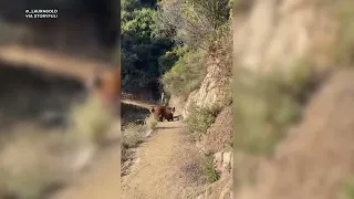 Runner faces off with bears on California hiking trail