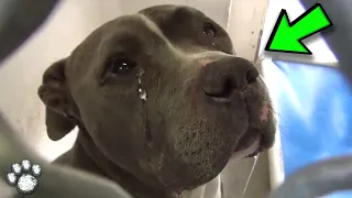 Pit Bull Cries After His Family Leaves Him At the Shelter