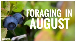 Foraging in August - UK Wildcrafts Foraging Calendar (Part 1 of 3)