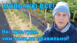 МУЛЬЧУВАННЯ!Найкраще оздоровлення і підживлення ґрунта#мульчуваннягороду#користьмульчі#мульчирование