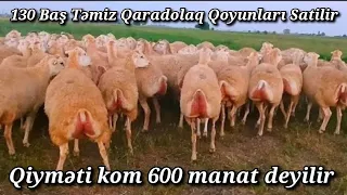 130 BAŞ TƏMİZ QARADOLAQ SORTU QOYUNLAR SATİLDİ