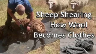 Sheep Shearing   Homestead   Processing RAW Sheep Wool Into Yarn  to Make Socks Part 1