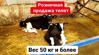 Розничная продажа телят весом от 50кг и выше. Продажа телят, телок, бычков, и нетелей с коровами.