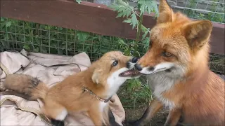 Fox Pup Foxie Meets Another Fox