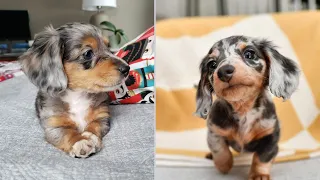 Best dachshund Funny & cute videos 2024 Enjoys with Funny Dachshunds