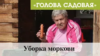 Голова садовая - Уборка моркови