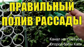 ПРАВИЛЬНЫЙ ПОЛИВ РАССАДЫ ТОМАТОВ И РАССАДЫ ПЕРЦЕВ! КАК ЧАСТО ПОЛИВАТЬ РАССАДУ?