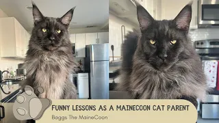 Funny Lessons Learned as a NEW MaineCoon Cat Parent