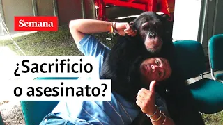 Raúl Gasca habla sobre muerte de chimpancés en Pereira | Semana Noticias