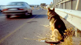 Dieser Hund wartet seit 11 Jahren auf seinen Besitzer. Was dann passiert...