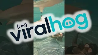 Swimming With Blacktip Sharks and Stingrays || ViralHog