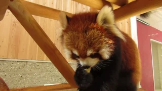 リンゴを食べるレッサーパンダ（キラリ）