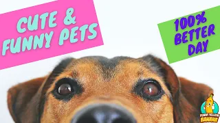 Cute & Funny Pets Compilation 🐶 These Pets Will Put You in a Good Mood & 100% Make Your Day Better 😽