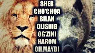 Sher va cho'chka kabi shayton lashkarlari | Shayx Abdulloh Zufar Hafizahulloh