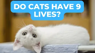 Do Cats Really Have Nine Lives? The Truth Behind the Myth