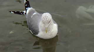 © 4К. © 4К. Птицы Украины. Сизая чайка (Larus canus) 2 // See Percival Mew Gull