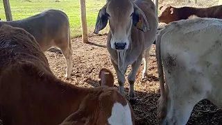 erros q vou concertar no curral mudanças