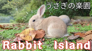 【日本うさぎの島】世界で唯一！うさぎの楽園！うさぎが暮らす無人島➡広島県大久野島の癒し旅観光客"減少"によってエサの量が減り、うさぎの数は減少？！