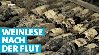 Flutwein aus Mayschoß: Weinlese nach dem Hochwasser