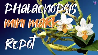 Repotting Phalaenopsis Mini Mark | How to Repot any Phalaenopsis Orchid 😅 TUTORIAL #ninjaorchids