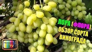 ЛОРА (ФЛОРА) СОРТ ВИНОГРАДА ОБЗОР