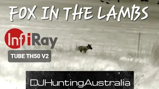 Fox In The Lambing Paddock Infiray TH50 V2
