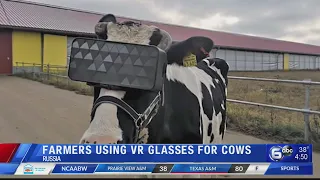 Russia is incorporating virtual reality in dairy farming