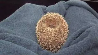 hedgehog ball