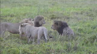 Famous male lion  Bob Jr fight for territory