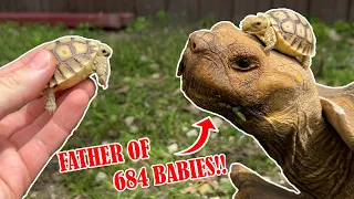 Baby Tortoises Meet Dad For the First Time!