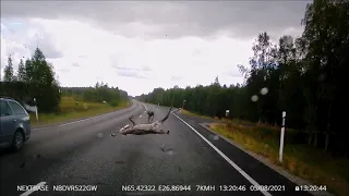 Car and reindeer collision [graphic content]