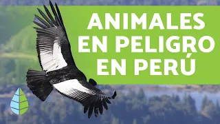 8 animales en PELIGRO DE EXTINCIÓN en PERÚ - Nombres y Datos (2019)