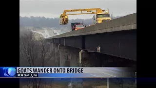 Goats rescued from bridge in PA