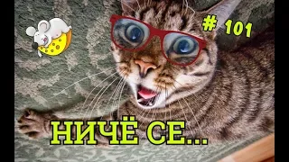 Приколы с котами, собаками, #ОМИКС февраль 2019 ч.1 / Fun with animals February 2019 part 1