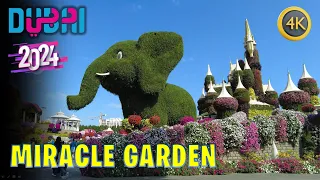 The Beautiful Dubai Miracle Garden 🇦🇪 Walking Tour 4K [January 2024]