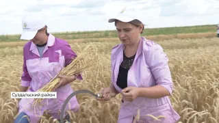 Во Владимирской области проверяют качество выращенных сельхозкультур (2021 07 26)