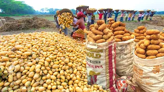 How to harvest hundreds of millions of tons of potatoes from acres of farmland - agricultural farm